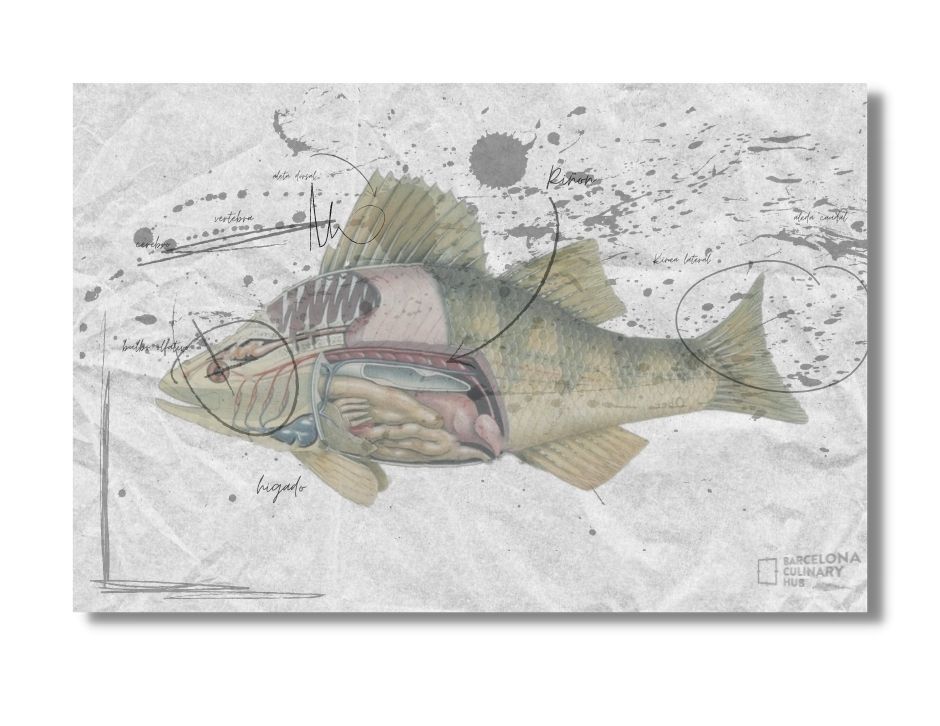 BCH:FISH