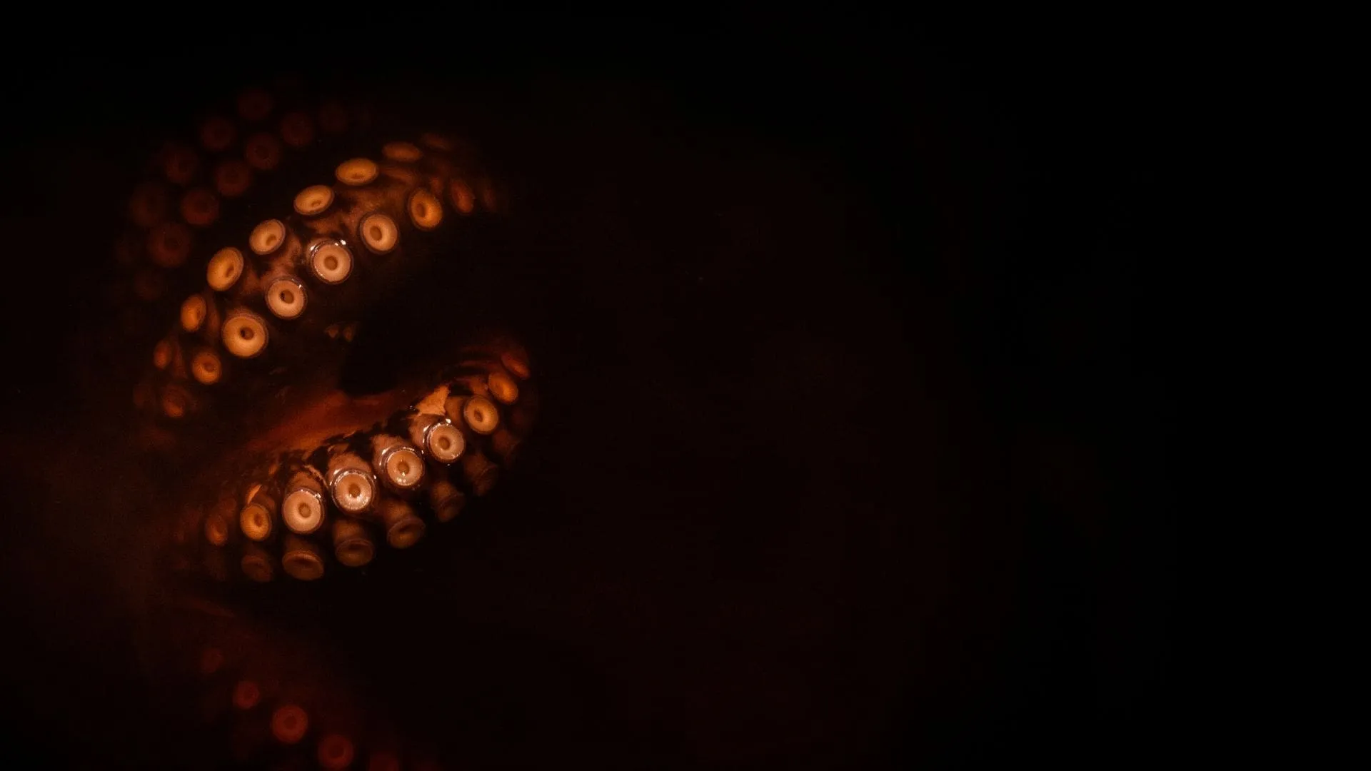 Bch: Pulpo