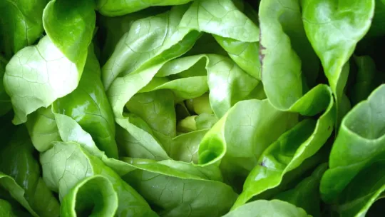 Blog: Veganismo