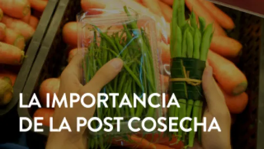 post cosecha