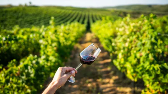 ruta-vino