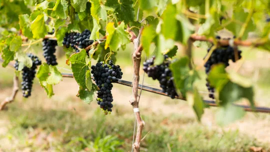 terroir