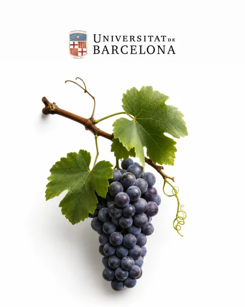 MasterVino