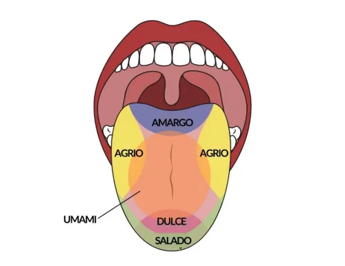 Umami quinto gusto