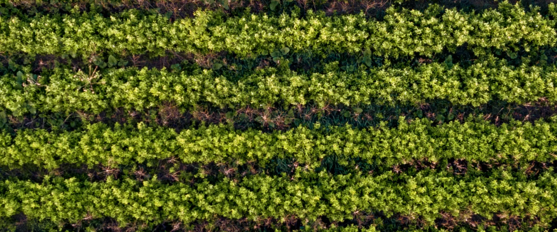 leadership banner dos