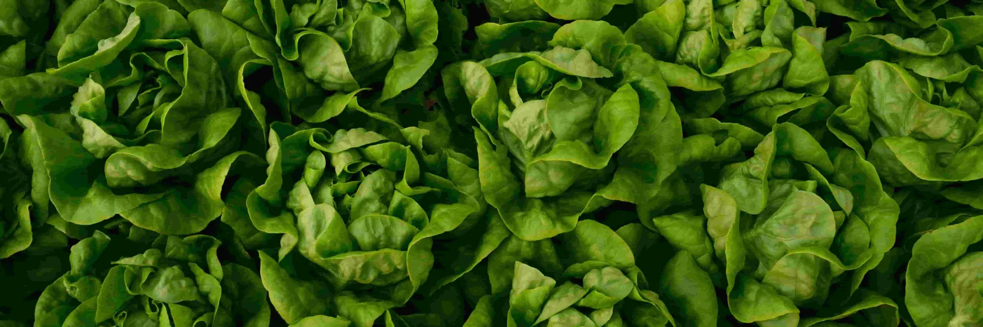 Image Blog: Lechuga