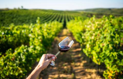 ruta-vino