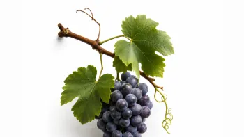MasterVino