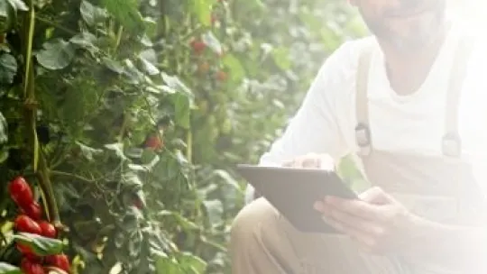 Comidas Healthy - campo a la mesa