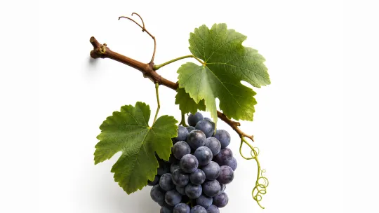 MasterVino