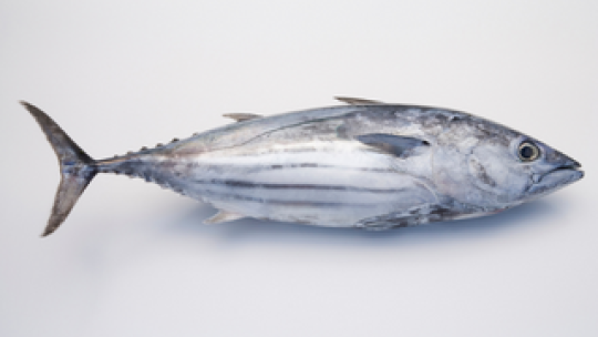 ATUN