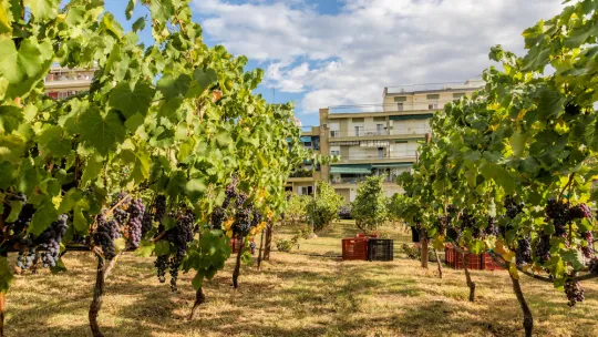 viñedos-urbanos