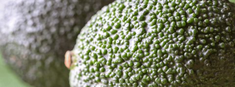 master nutricion banner