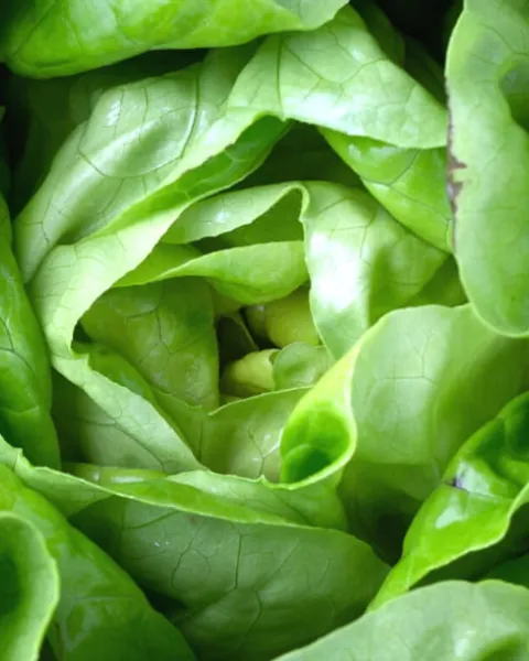Blog: Veganismo