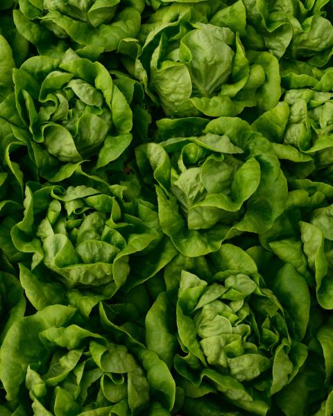 Lechuga - Print