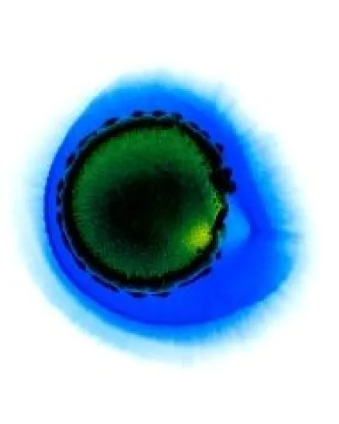 molecular