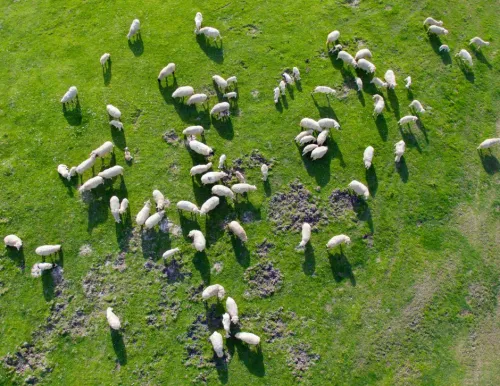 Ganadería sostenible